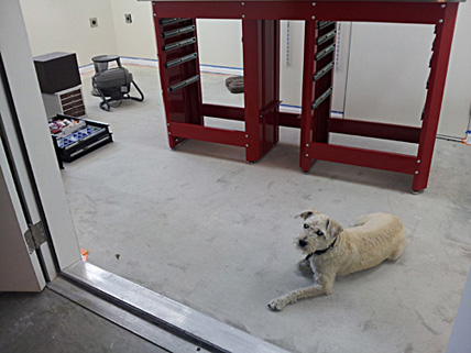 Shop_Dog_small.jpg