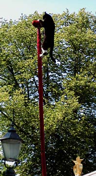 cat on pole