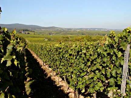 vineyards