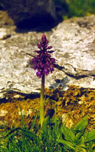 flower burren