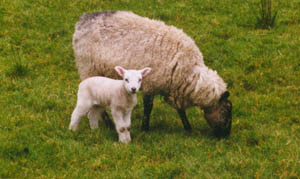 donegal lamb