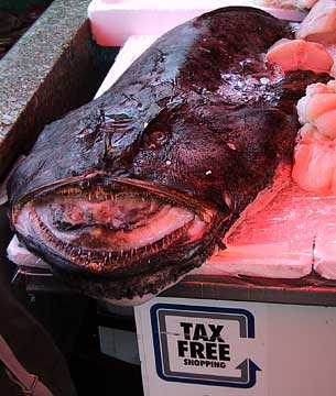 monkfish