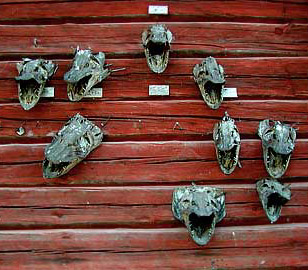 fish head collection