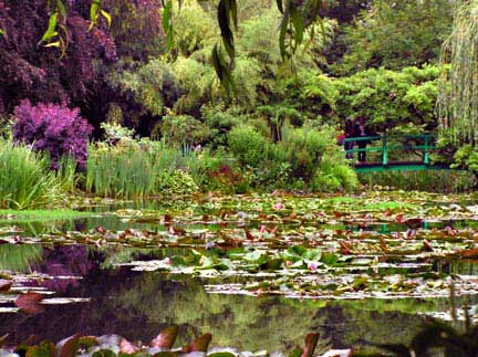 lily-pond-with-red-maples