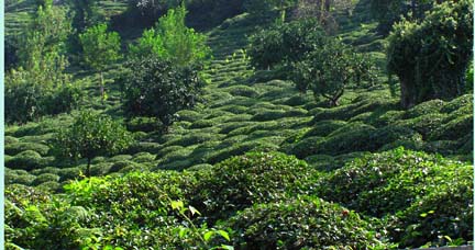 Tea crop