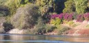 plant island aswan * This is Plant Island, a botanical garden created in the late 1800s by the British.  It is lush with flowering plants and appeared to be popular spot for the locals as well. * 439 x 216 * (55KB)