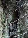 tangle of rebar * A tangle of rebar which once strengthened the bunker structure. * 324 x 432 * (88KB)